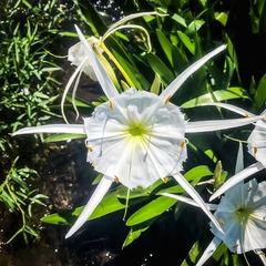 Hymenocallis coronaria
