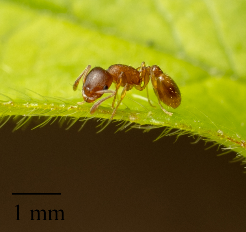 Doubtful Acorn Ant