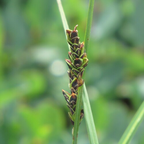 Carex bigelowii iNat (1)