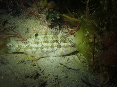 Baillon's Wrasse photo 4