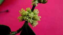 Chaetocarpus myrsinites