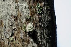 Emcephalus floccosus