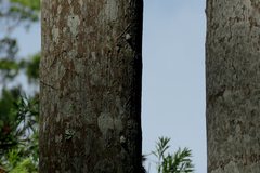 Emcephalus floccosus