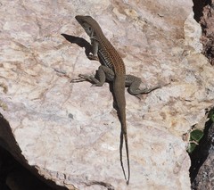 Aspidoscelis xanthonotus