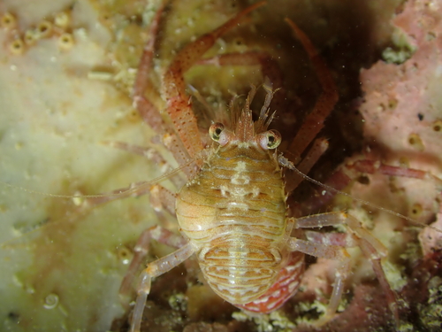 Representative image of Pleurocrypta microbranchiata