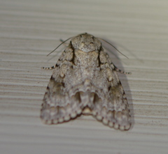Acronicta laetifica