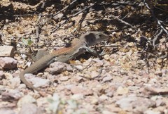 Aspidoscelis xanthonotus