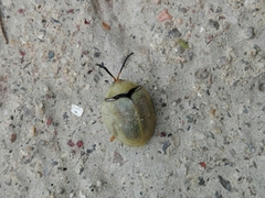 Paraselenis flava