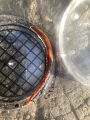 Arthurdendyus testaceus