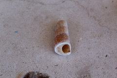 Turritella gonostoma