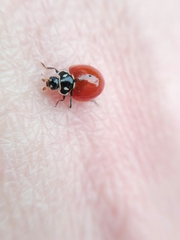 Cycloneda emarginata