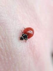 Cycloneda emarginata