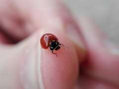 Cycloneda emarginata