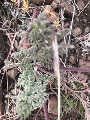 Cymopterus