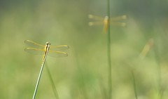 Libellula needhami