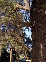 Tillandsia pohliana