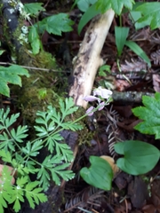Dicentra formosa