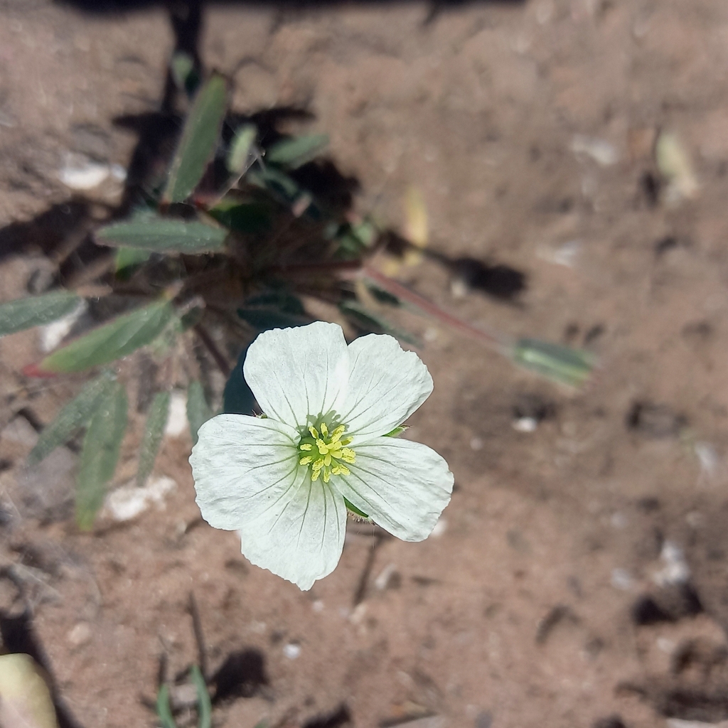 Monsonia glauca, Ghanzi, BW-GH, BW