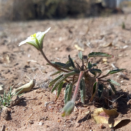 Monsonia glauca