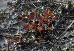 Drosera linearis