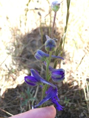 Delphinium hesperium