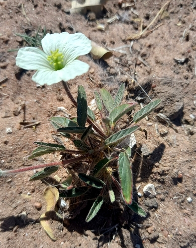 Monsonia glauca
