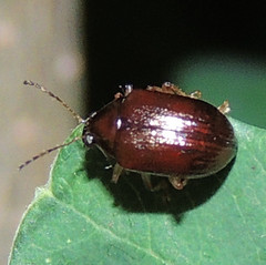 Rhabdopterus praetextus