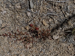 Centrostegia thurberi