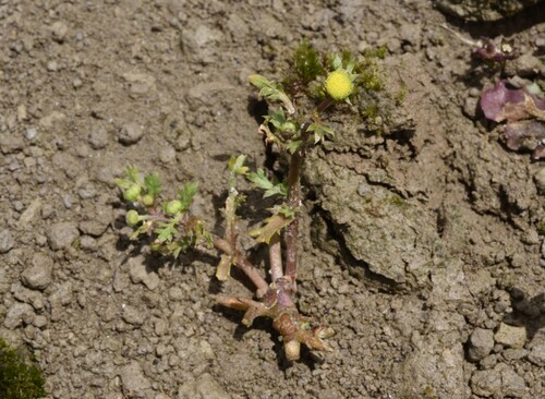 Cotula hemisphaerica iNat (1)
