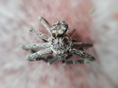Polybetes rapidus