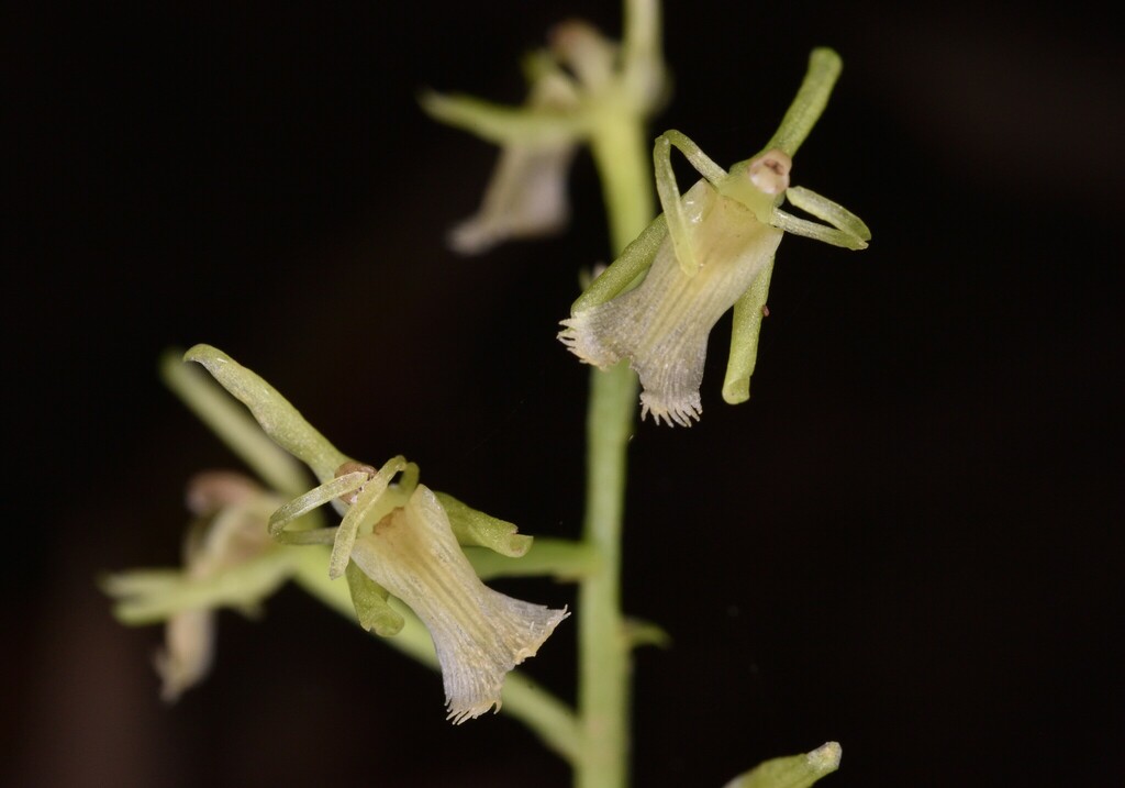 Liparis barbata