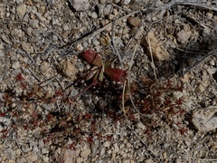 Centrostegia thurberi