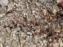 Centrostegia thurberi