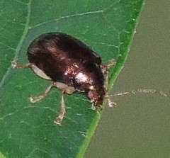 Rhabdopterus praetextus