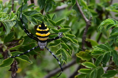 Argiope coquereli
