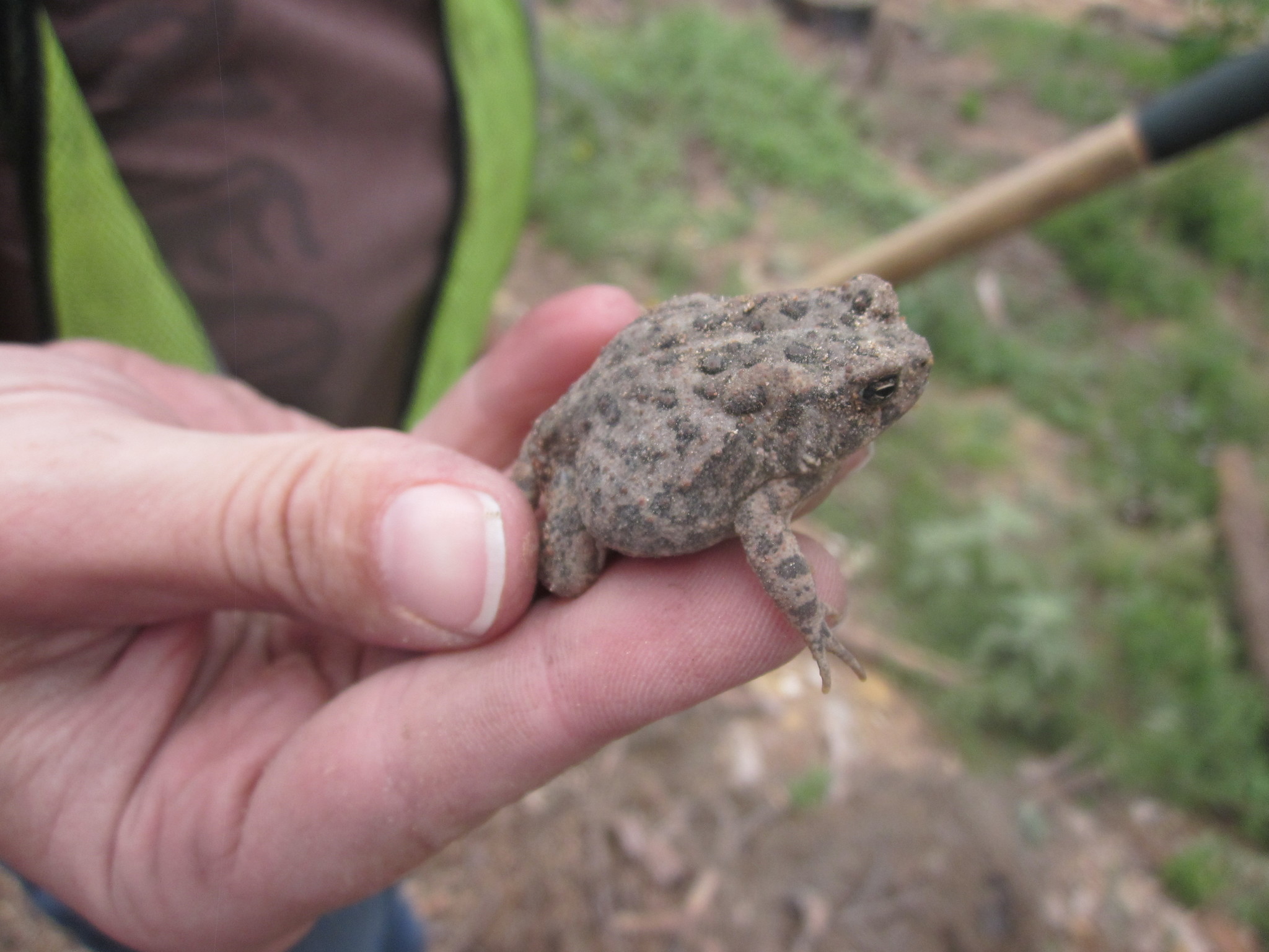 Anaxyrus Houstonensis (Sanders, 1953)