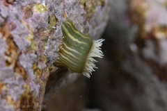 Metridioidea