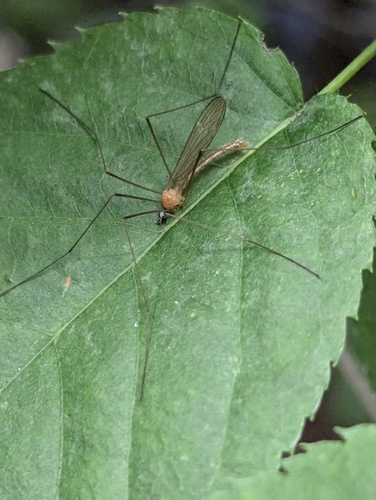 Phylidorea fulvonervosa