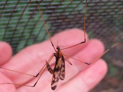 Austrolimnobia