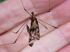 Austrolimnobia