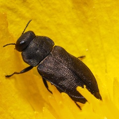 Anthaxia quadripunctata