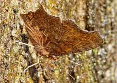 Polygonia comma