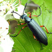 Say's Blister Beetle - Photo (c) Jimmy Dee, some rights reserved (CC BY-SA), uploaded by Jimmy Dee