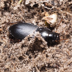 Harpalus rufipalpis
