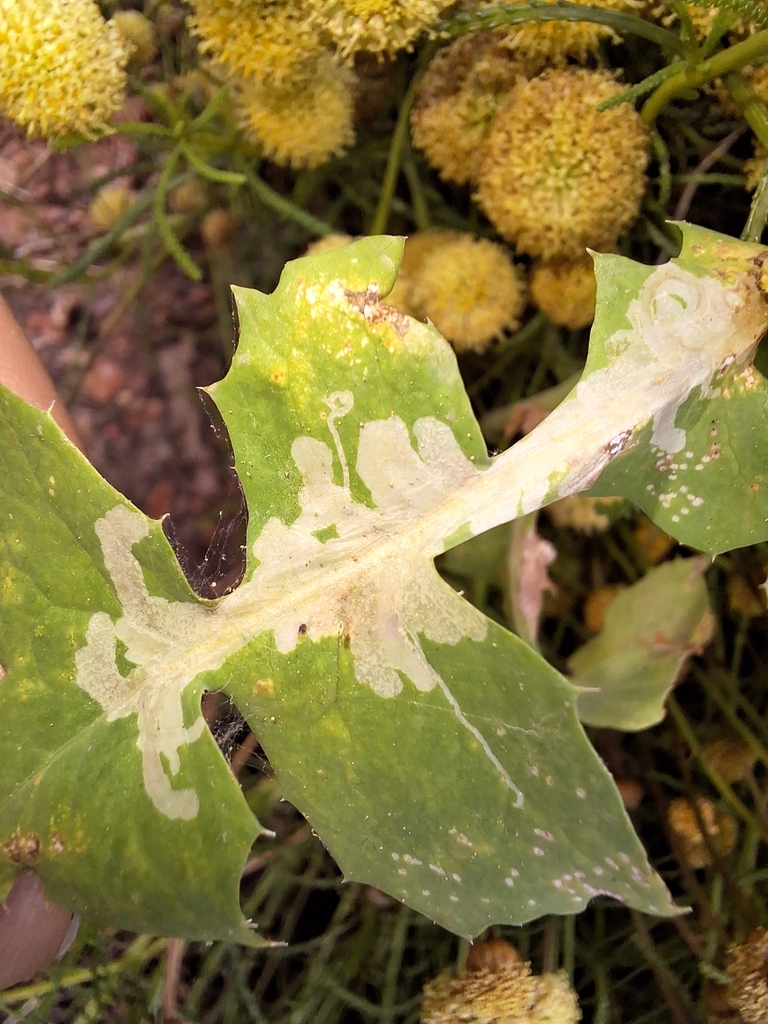 Ophiomyia cunctata