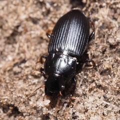 Harpalus rufipalpis