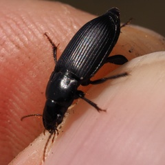 Harpalus rufipalpis