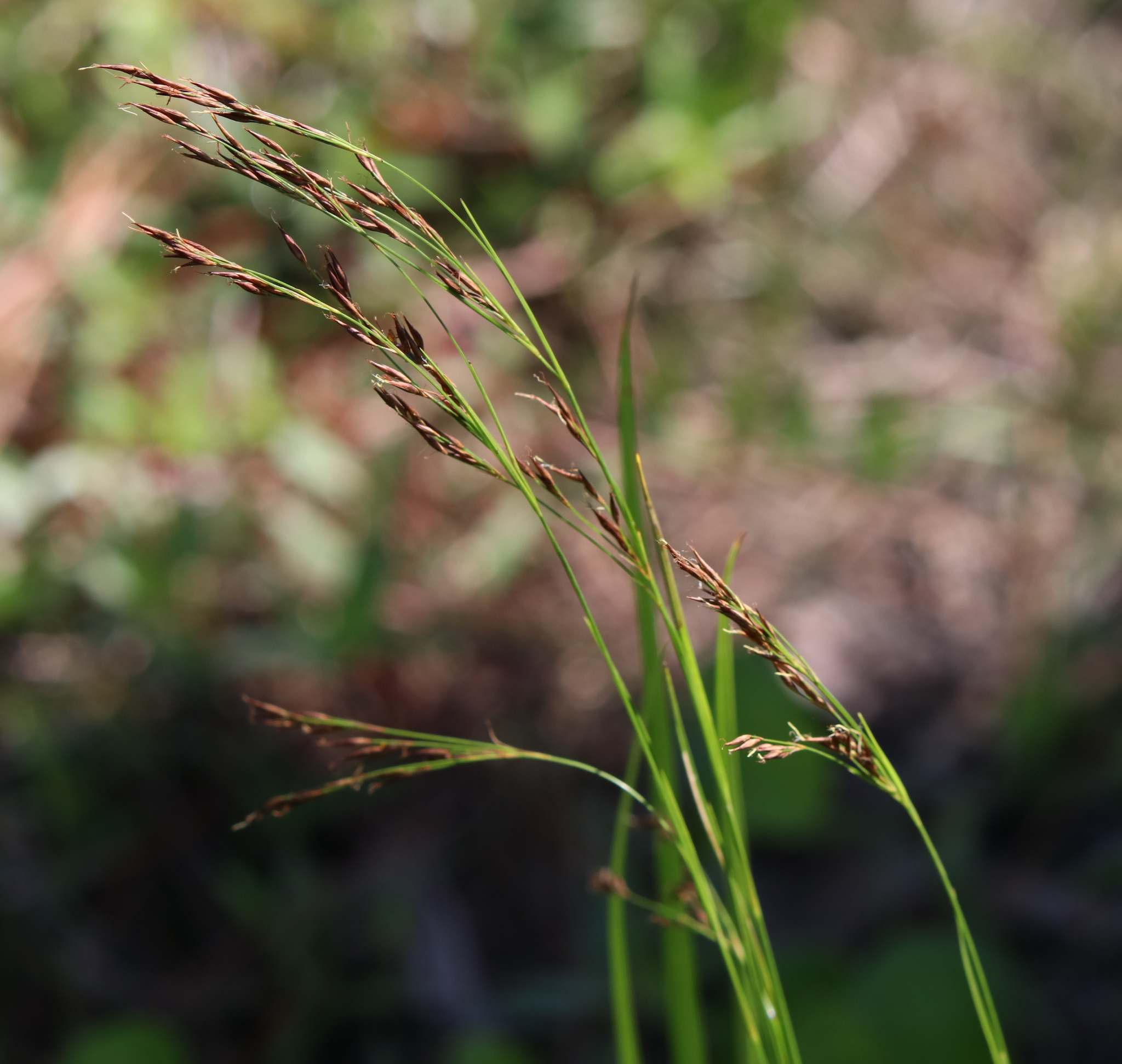 Rhynchospora inexpansa