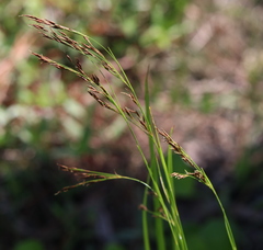 Rhynchospora inexpansa