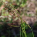 Rhynchospora inexpansa - Photo (c) Lauren McLaurin, μερικά δικαιώματα διατηρούνται (CC BY), uploaded by Lauren McLaurin